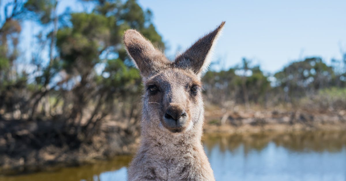 discover the beauty and diversity of australia with our comprehensive guide. from stunning landscapes to unique wildlife, explore the best of australia with us.